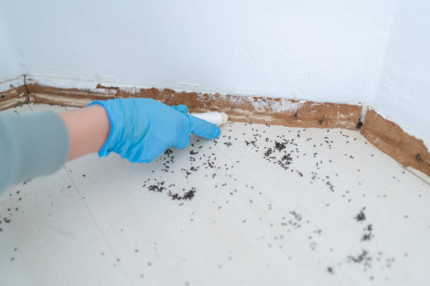 Best Termite Control Services  in Riverside, UT